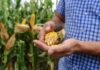 El maíz apunta a 67 millones de toneladas: nueva genética busca rendimientos de hasta 12.000 kg/ha