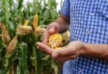 El maíz apunta a 67 millones de toneladas: nueva genética busca rendimientos de hasta 12.000 kg/ha