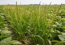 Alerta roja en malezas: raigrás resiste glifosato y 3 familias de herbicidas y complica el control en el norte bonaerense Malezas de raigrás creciendo dentro de un lote de soja en Argentina, ejemplo de resistencia a herbicidas y problema en el control agrícola.