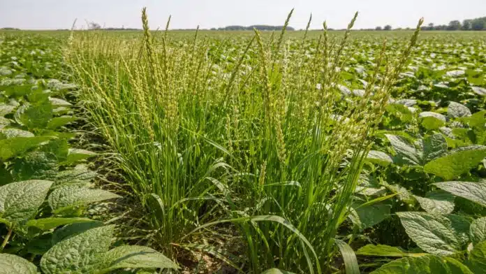 Malezas de raigrás creciendo dentro de un lote de soja en Argentina, ejemplo de resistencia a herbicidas y problema en el control agrícola.