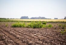 El agro marca un avance clave: nuevo herbicida controla malezas resistentes en 40% de los casos y cambia el manejo en soja Malezas gramíneas resistentes emergiendo en un lote agrícola de soja, reflejando el impacto en el rendimiento y la necesidad de nuevas tecnologías de control