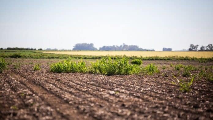 malezas-resistentes-lote-soja-control-herbicidas-argentina-ruralnet Malezas gramíneas resistentes emergiendo en un lote agrícola de soja, reflejando el impacto en el rendimiento y la necesidad de nuevas tecnologías de control