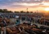 Cierre del mercado de hacienda el 28 de abril Mercado de ganado con corrales llenos de bovinos y productores en jornada de remate en Argentina
