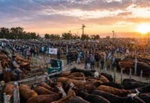 Cierre del mercado de hacienda el 28 de abril Mercado de ganado con corrales llenos de bovinos y productores en jornada de remate en Argentina