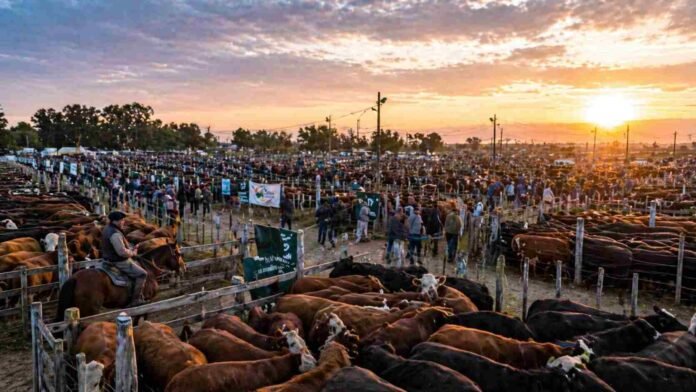 Mercado de ganado con corrales llenos de bovinos y productores en jornada de remate en Argentina