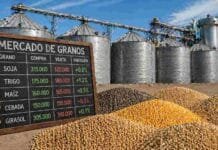 Granos: la plaza rosarina sostuvo una tónica moderada en su pulso comercial, con la soja logrando sostener sus condiciones de compra entre ruedas y el maíz y el trigo negociándose en valores alineados al cierre de la semana previa Pizarra de mercado de granos con soja, maíz, trigo, cebada y girasol frente a silos de almacenamiento en Argentina