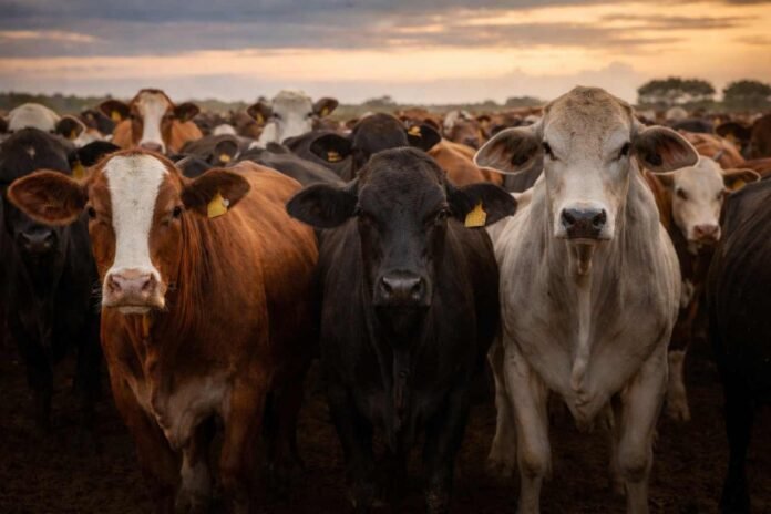 Novillos del Mercosur de distintas razas (Hereford, Angus y Brahman) en primer plano dentro de un rodeo, en campo abierto con luz natural y cielo parcialmente nublado.