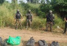Un perro antidrogas encontró 30 kilos de cocaína en un cargamento de berenjenas y desarmó una banda narco en Salta Operativo de Gendarmería con personal armado y bolsas incautadas en zona rural argentina