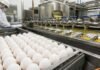 El huevo argentino gana mercados: control sanitario impulsa exportaciones a Europa, Japón y Chile Planta industrial procesando ovoproductos con huevos y línea de pasteurización en Argentina para exportación
