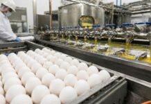 El huevo argentino gana mercados: control sanitario impulsa exportaciones a Europa, Japón y Chile Planta industrial procesando ovoproductos con huevos y línea de pasteurización en Argentina para exportación