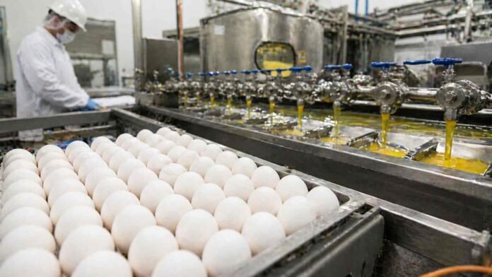 Planta industrial procesando ovoproductos con huevos y línea de pasteurización en Argentina para exportación