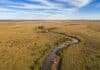 El INTA participó en un estudio global que redefinió los pastizales del planeta y su rol en el carbono Vista aérea de pastizal pampeano con arroyo serpenteante y ganado en paisaje rural argentino