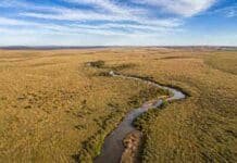 El INTA participó en un estudio global que redefinió los pastizales del planeta y su rol en el carbono Vista aérea de pastizal pampeano con arroyo serpenteante y ganado en paisaje rural argentino