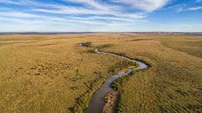 Vista aérea de pastizal pampeano con arroyo serpenteante y ganado en paisaje rural argentino