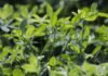 El 20 de mayo se realiza el Simposio Regional de Fertilidad 2026 en Santa Rosa: nutrición de cultivos y pasturas con especialistas de INTA, UNLPam y UNRC Pastura verde en desarrollo utilizada como forraje en sistema productivo agropecuario argentino