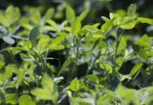 El 20 de mayo se realiza el Simposio Regional de Fertilidad 2026 en Santa Rosa: nutrición de cultivos y pasturas con especialistas de INTA, UNLPam y UNRC Pastura verde en desarrollo utilizada como forraje en sistema productivo agropecuario argentino