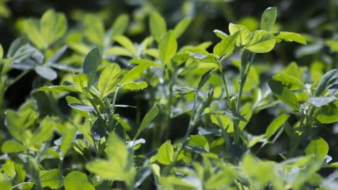 Pastura verde en desarrollo utilizada como forraje en sistema productivo agropecuario argentino