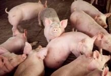 La producción porcina creció 15,7% durante el primer trimestre de 2026 Cerdos en granja porcina en Argentina, representando la producción porcina y el manejo de animales en instalaciones rurales