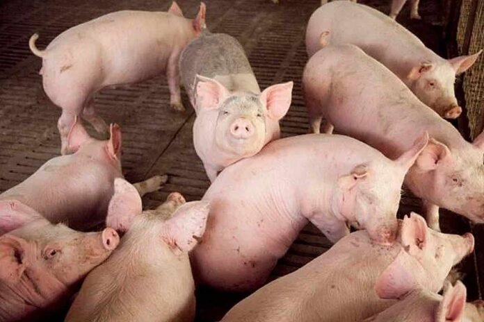 Cerdos en granja porcina en Argentina, representando la producción porcina y el manejo de animales en instalaciones rurales