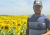Zeta Semillas lanza dos nuevos híbridos de girasol alto oleico con genética 100% argentina Productor rural en lote de girasol en floración en campo agrícola argentino