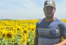 Zeta Semillas lanza dos nuevos híbridos de girasol alto oleico con genética 100% argentina Productor rural en lote de girasol en floración en campo agrícola argentino