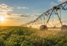 Riego en el agro: cuánto cuesta invertir tras el RIMI y por qué puede cambiar la producción Sistema de riego por pivote central funcionando sobre cultivo agrícola al atardecer con alta eficiencia hídrica