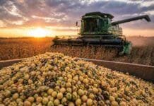 Cosecha de soja en crisis: solo 43% recolectado y pérdidas de calidad en aumento Cosecha de soja con granos dañados y de baja calidad en un contexto de atraso del 43% en la campaña 2026 en Argentina