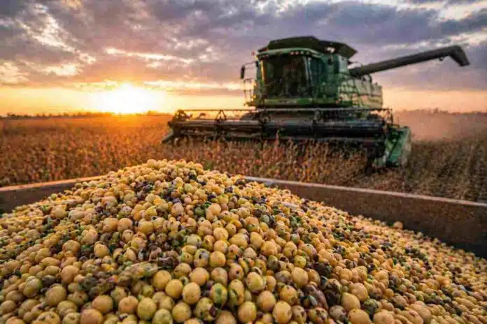 Cosecha de soja con granos dañados y de baja calidad en un contexto de atraso del 43% en la campaña 2026 en Argentina