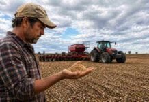 Sembrar o no sembrar trigo: pérdidas de hasta US$ 128/ha frenan la campaña Productor analiza semillas de trigo antes de la siembra en la región núcleo en la campaña 2026/27