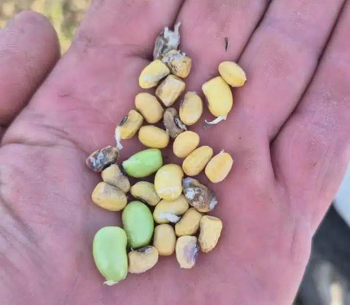 Granos de soja dañados con presencia de humedad, brotado y deterioro en plena cosecha 2026 en Argentina