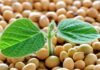 El 30 de junio se reúne toda la cadena de la soja en Rosario: semillas, mercados, industria y logística en un solo evento Brote de soja germinando sobre semillas en primer plano en contexto agrícola argentino