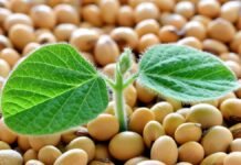 El 30 de junio se reúne toda la cadena de la soja en Rosario: semillas, mercados, industria y logística en un solo evento Brote de soja germinando sobre semillas en primer plano en contexto agrícola argentino