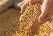 Semillas en debate: agrónomos advierten que el problema no es UPOV 91 sino la falta de control Manos sosteniendo semillas en primer plano sobre superficie rural representando producción agrícola y uso propio en el campo