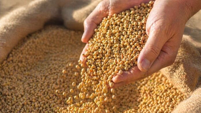 Manos sosteniendo semillas en primer plano sobre superficie rural representando producción agrícola y uso propio en el campo