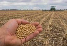 El Gobierno presentará al campo una propuesta sobre fiscalización de semillas Mano sosteniendo semillas de soja sobre un campo en barbecho con rastrojo de trigo en Argentina, representando el control y la fiscalización de semillas en la producción agrícola