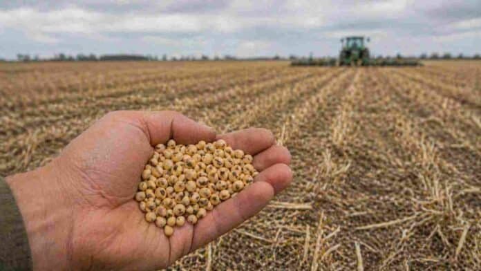 Mano sosteniendo semillas de soja sobre un campo en barbecho con rastrojo de trigo en Argentina, representando el control y la fiscalización de semillas en la producción agrícola