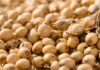 Soja en desventaja: Argentina ofrece 3,3 veces menos genética y pierde hasta 674 kg/ha frente a Brasil Primer plano de semillas de soja con vainas abiertas, representando la genética y la producción agrícola en Argentina