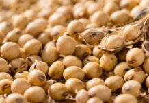 Soja en desventaja: Argentina ofrece 3,3 veces menos genética y pierde hasta 674 kg/ha frente a Brasil Primer plano de semillas de soja con vainas abiertas, representando la genética y la producción agrícola en Argentina