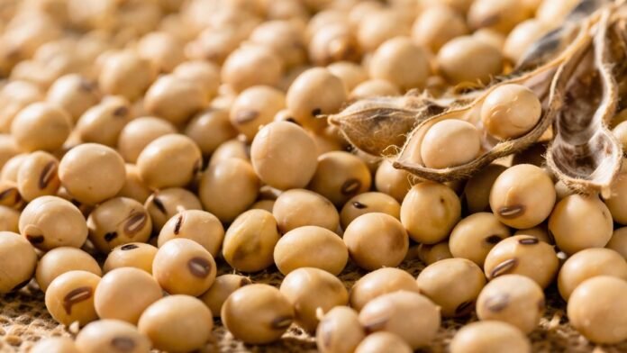semillas-soja-genetica-produccion-argentina-ruralnet Primer plano de semillas de soja con vainas abiertas, representando la genética y la producción agrícola en Argentina