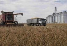 Tras el remate del primer lote de soja, el mercado no arranca: caídas en maíz en Rosario Cosechadora y camión cerealero detenidos en un campo de soja con silos al fondo representando baja actividad en el mercado de granos en Rosario