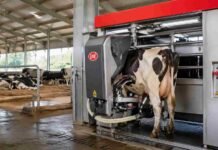 El tambo da un salto tecnológico: con robots, la producción se triplica y alcanza 30.000 litros por hectárea Vaca siendo ordeñada por robot automático en un tambo tecnificado con sistema moderno y monitoreo inteligente en Argentina