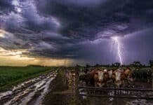 Pronóstico: lluvias, tormentas aisladas y viento en 14 provincias y condiciones irregulares en el campo Campo ganadero con camino rural embarrado y vacunos bajo cielo tormentoso con relámpago, reflejando condiciones climáticas inestables en el agro argentino