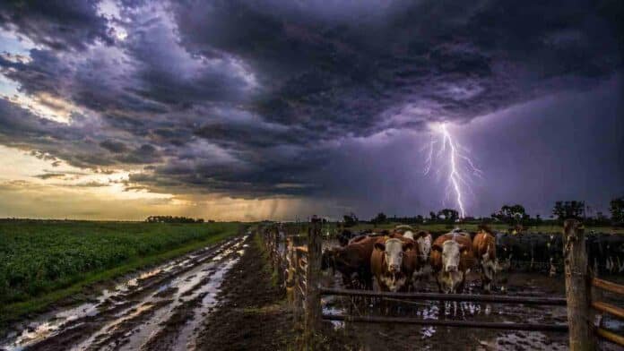 Campo ganadero con camino rural embarrado y vacunos bajo cielo tormentoso con relámpago, reflejando condiciones climáticas inestables en el agro argentino
