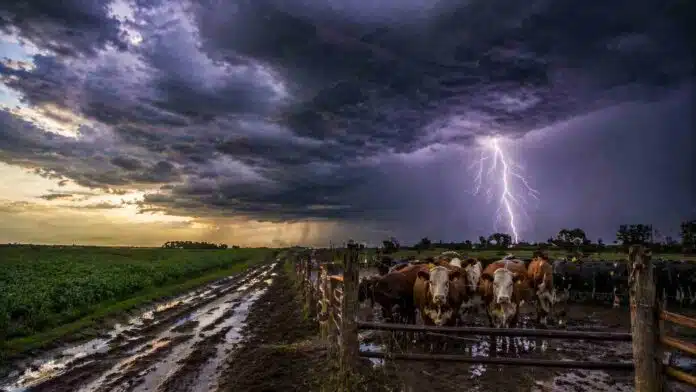 Campo ganadero con camino rural embarrado y vacunos bajo cielo tormentoso con relámpago, reflejando condiciones climáticas inestables en el agro argentino