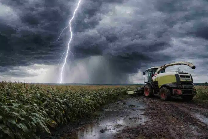 Tormenta intensa con relámpago sobre un campo de maíz en la Pampa húmeda, con picadora de forraje Claas en camino embarrado y lluvia fuerte.