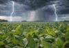 El Niño toma fuerza: hay más del 70% de chances y crece el riesgo de lluvias excesivas en el agro Tormenta intensa con relámpagos y lluvia fuerte sobre un campo de soja en Argentina, con hojas mojadas con gotas visibles y condiciones de alta humedad en el lote.
