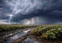 🔴 El clima se activa: tormentas fuertes en 6 provincias y lluvias que avanzan sobre la zona núcleo Tormenta intensa con relámpagos y viento fuerte avanzando sobre cultivo de soja en la zona núcleo, con lluvia, barro y suelo encharcado