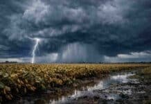 Tormentas y lluvias en 14 provincias frenan la cosecha desde mañana Tormenta fuerte con relámpagos y lluvias intensas sobre un campo de soja en la Pampa húmeda que complica la cosecha