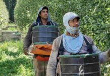 Sube a $374.954 el seguro de desempleo rural: cuándo se cobra en abril Trabajadores rurales trabajando en el campo argentino en medio de cambios en el seguro de desempleo y el empleo rural