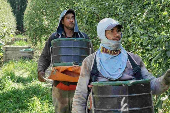 Trabajadores rurales trabajando en el campo argentino en medio de cambios en el seguro de desempleo y el empleo rural